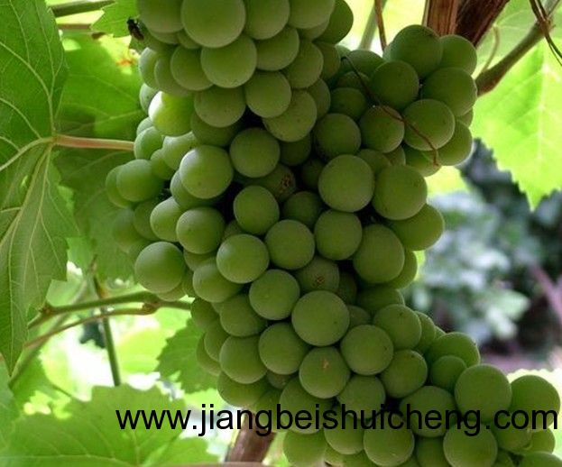 【走遍中國(guó)•景點(diǎn)篇】新疆•葡萄王樹